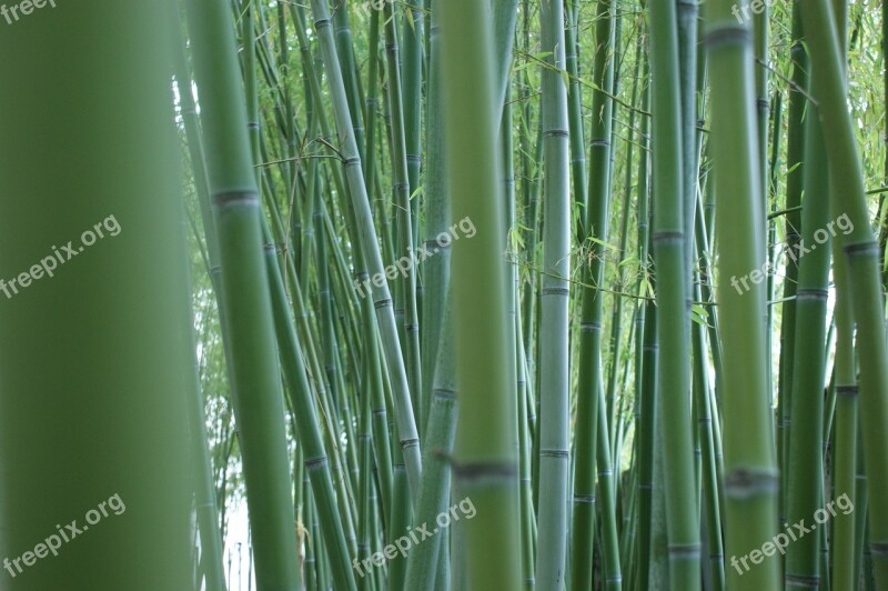 Bamboo Stalks Bamboo Forest Bamboo Rods Green