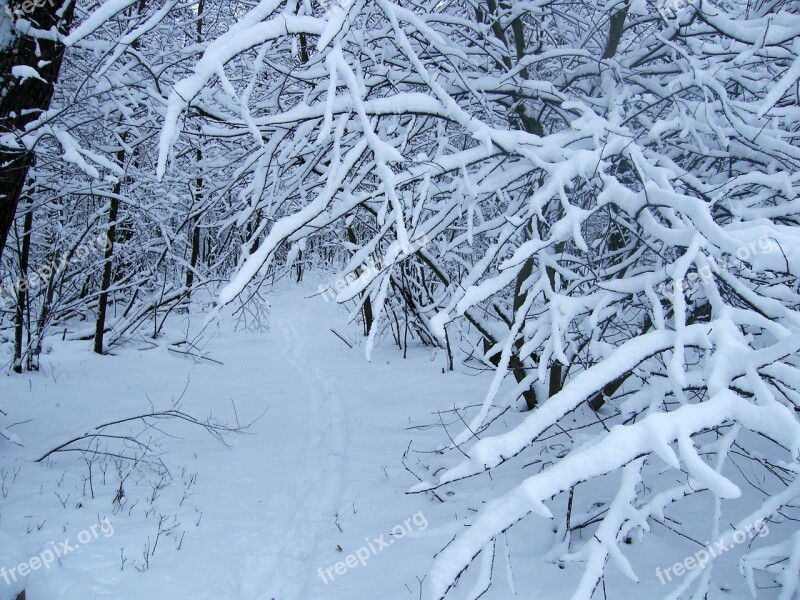 Winter Snow Forest Tree Trace