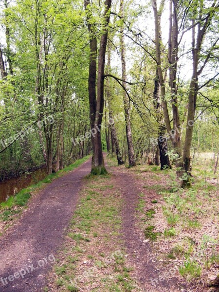 Trail Forest Path Path Walk Spring