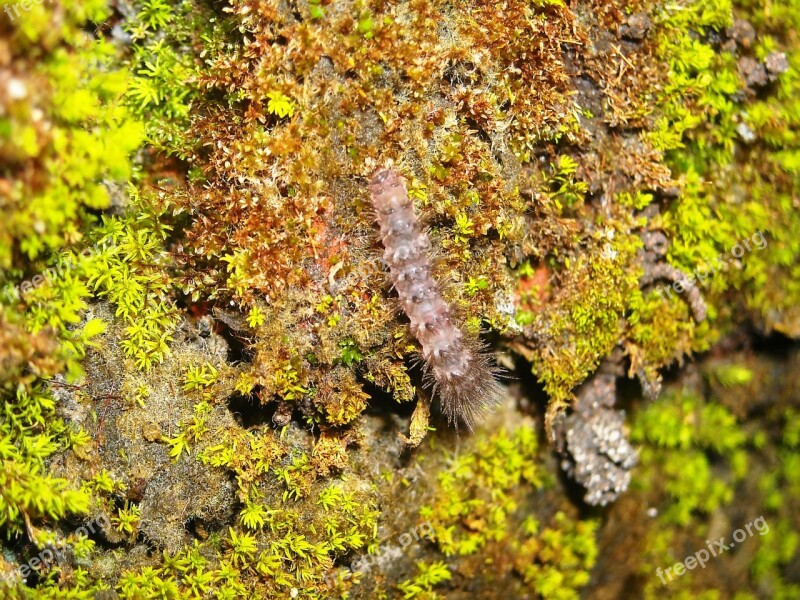 Caterpillar Moss Green Wall Free Photos