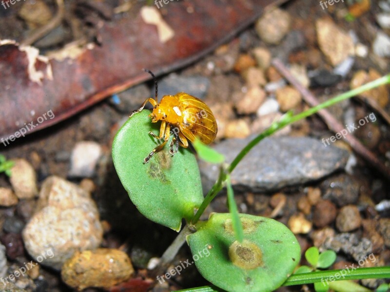 Ladybugs Yellow Insects Shoots Green