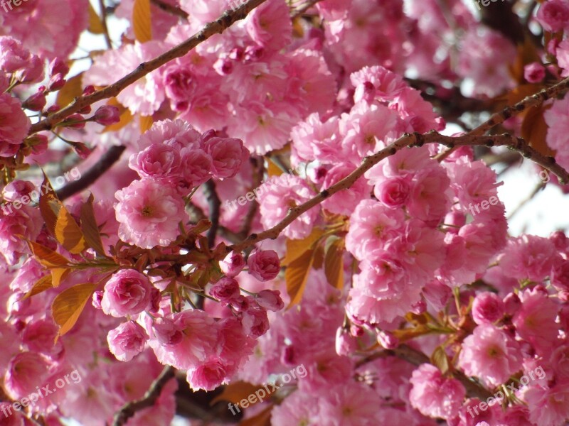 Cherry Blossom Spring Flowers Pink Tender