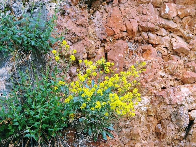 Rocks Cliffs Structure Texture Wildflowers