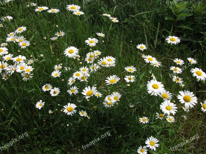 Marguerite Nature Flowers Free Photos