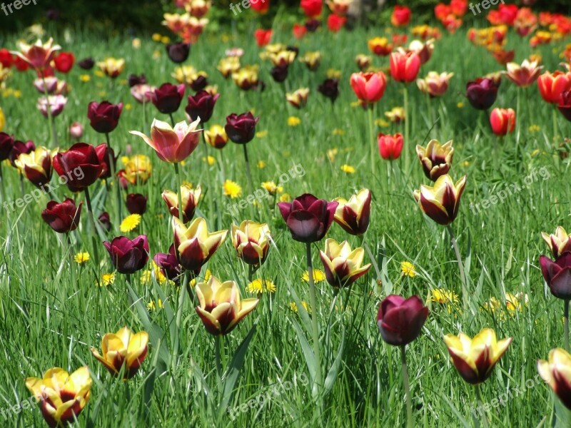 Spring Tulips Meadow Grass Colorful