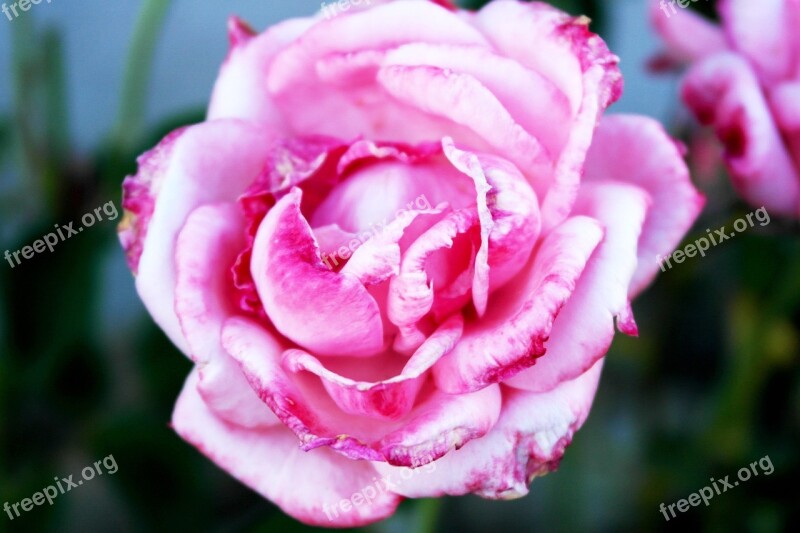 Pink Roses Love Passion Valentine's Day Flower