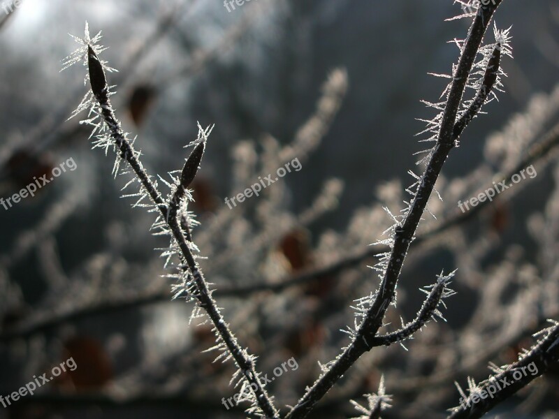 Hoarfrost Tree Branch Frost Frosted