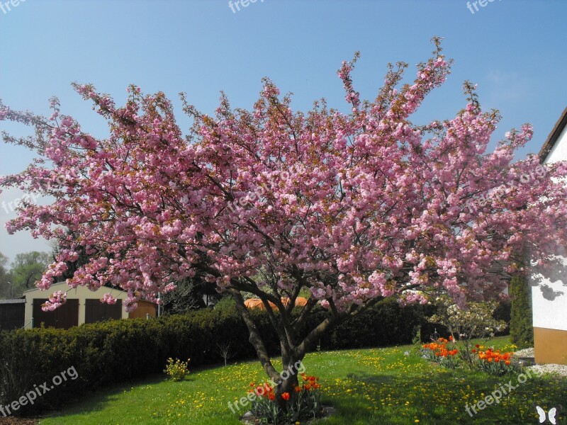 Ornamental Cherry Cherry Tree Tree Spring Free Photos