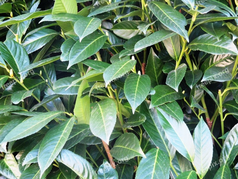 Cherry Laurel Bush Plant Evergreen Ornamental Shrub