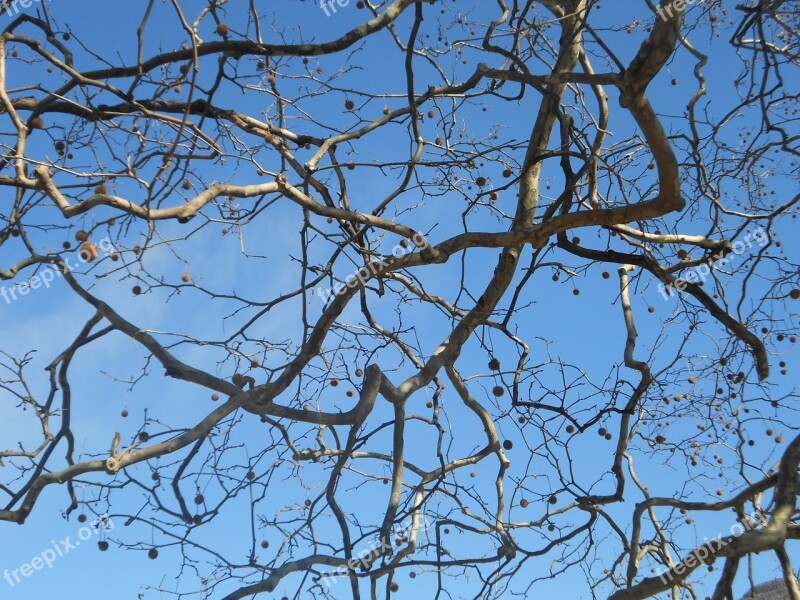 Tree Kahl Branch Nature Sky