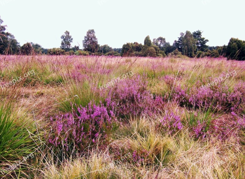 Heide Heather August Lüneburg Heathland