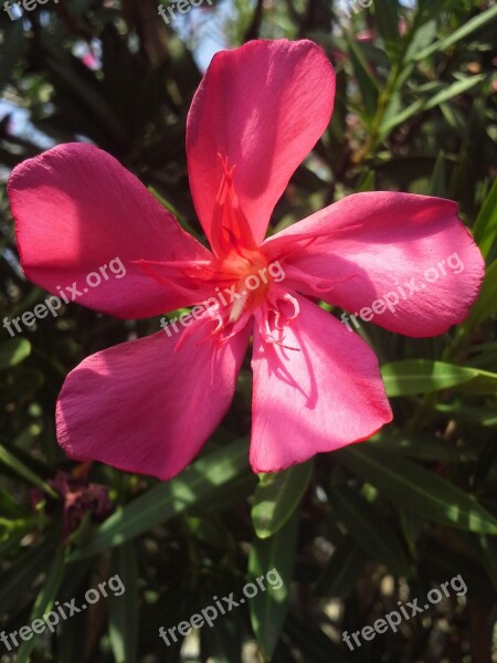 Fuchsia Flower Garden Nature Red