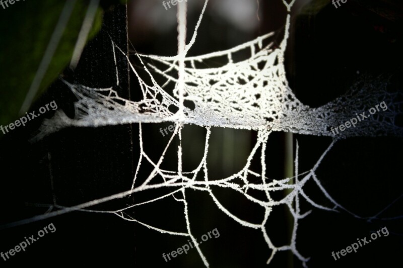 Web Detail Backlight Nature Free Photos