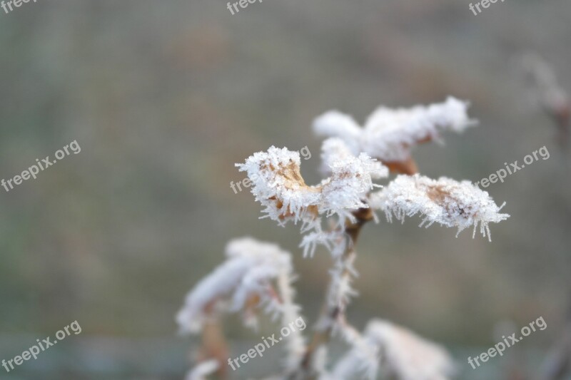 Frost Winter Cold Plant Free Photos