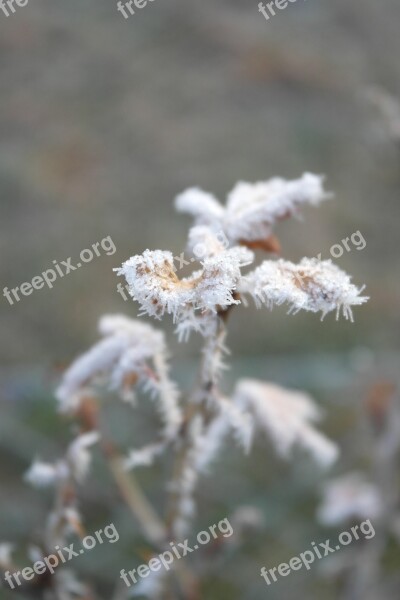 Icing Frost Detail Macro Cold