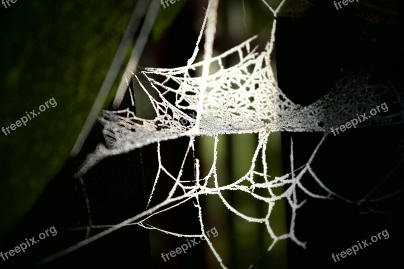 Web Shade Backlight Fibers Nature