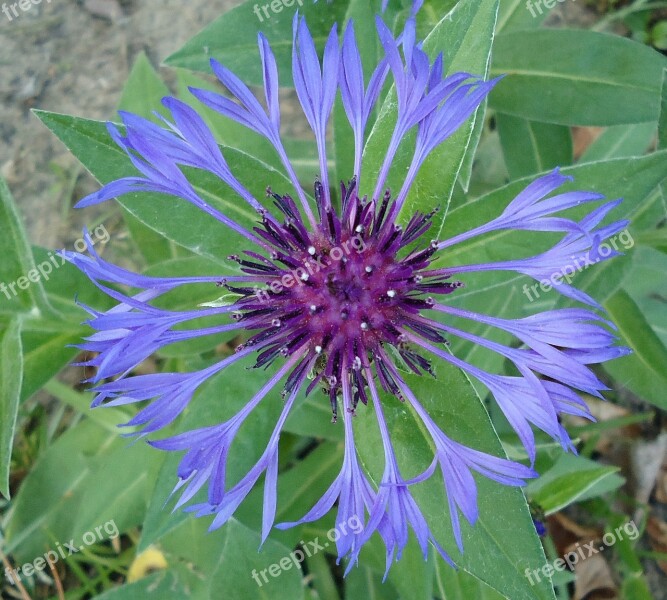 Cornflower Blue Flower Free Photos