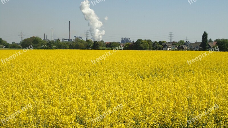 Renewable Energy Field Of Rapeseeds Oilseed Rape Yellow Oil