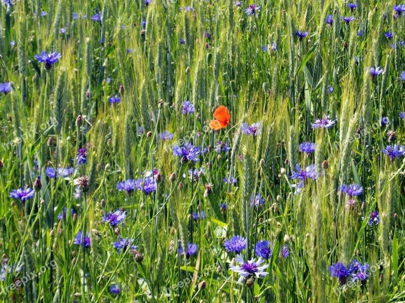 Cornflowers Poppy Field Barley Floor