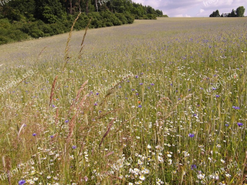 Field Floor Barley Cornflowers Free Photos