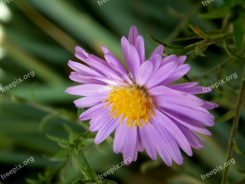 Flower Chrysanthemum Purple Beautiful Flower Garden Flowers