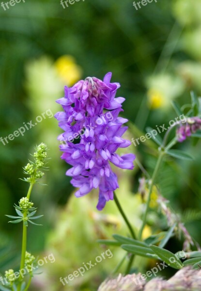 Blossom Bloom Blue Mountain Flower Purple