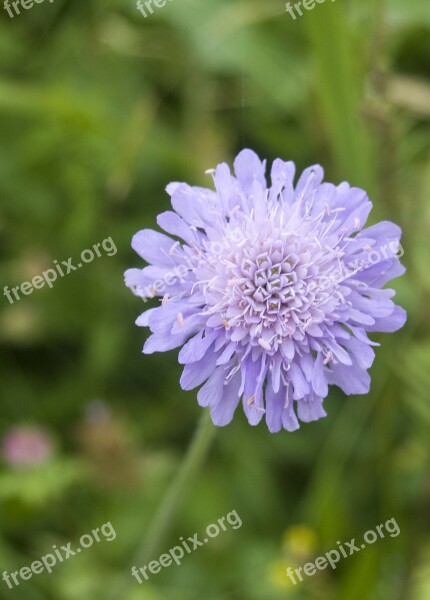 Flower Blossom Bloom Blue Mountain Flower