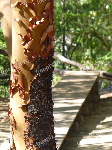 Manzanita Walking Meditation Walking Meditation Path Free Photos