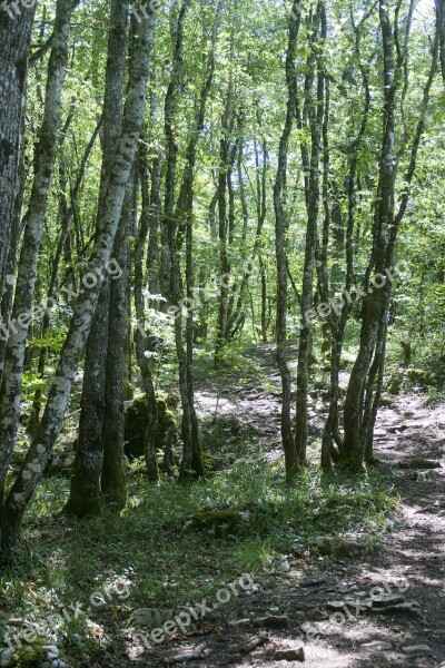 Jura Forest Trees Free Photos