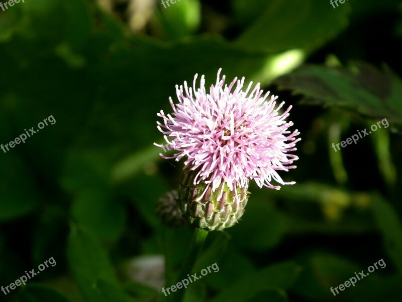 Flower Purple Pink Burdock Barb