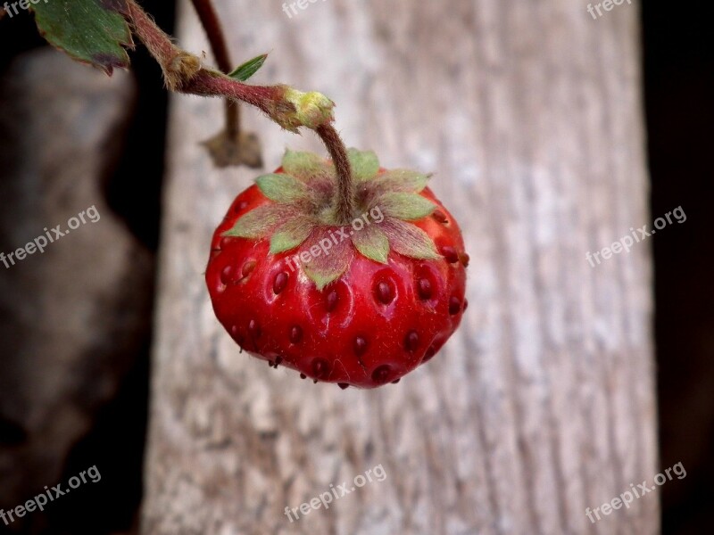 Berry Strawberry Red Wild Strawberry Garden Strawberry