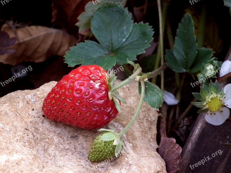 Berry Strawberry Red Wild Strawberry Garden Strawberry