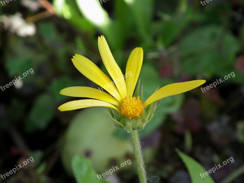 Flower Yellow Calendula Bright Garden Flower