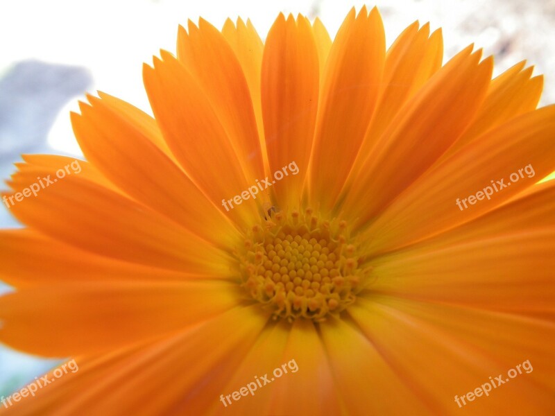 Flower Orange Calendula Bright Garden Flower