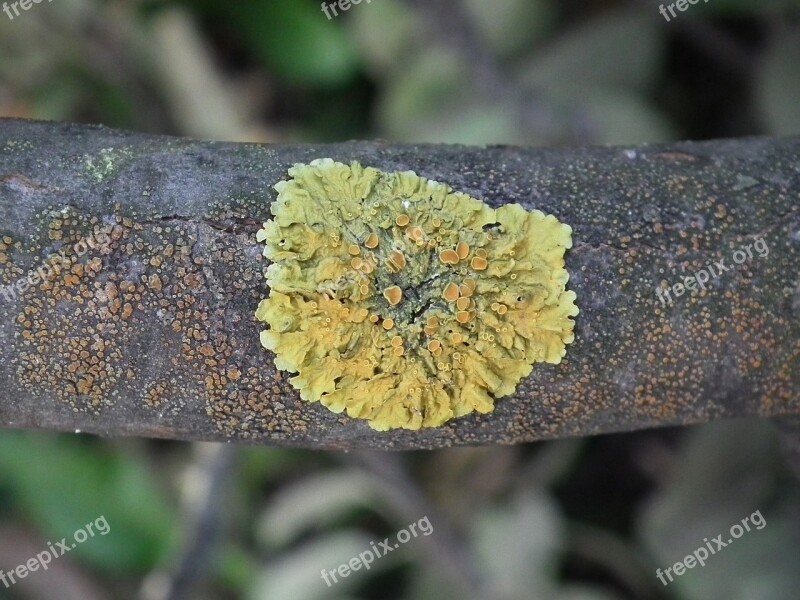 Woody Mushroom Tree Branch Mushrooms