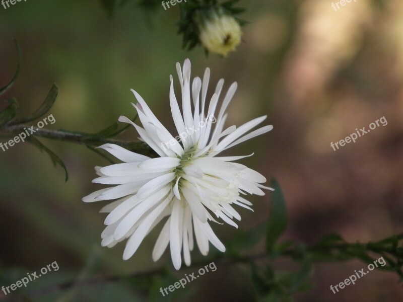 Flower Chrysanthemum White Summer Flowers Garden Flower