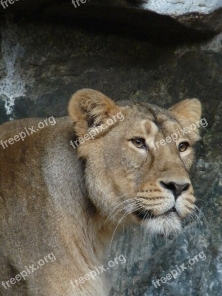 Lioness Animal Predator Wild Big Cat