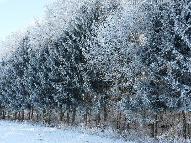 Winter Magic Winter Trees Wintry Winter Forest