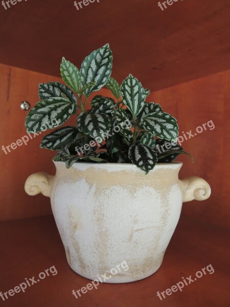 Housing Plant Decoration Flowerpot Evergreen Free Photos