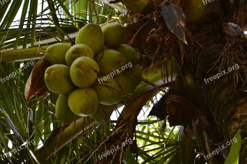 Coconut Tree Coco Greens Nature Free Photos