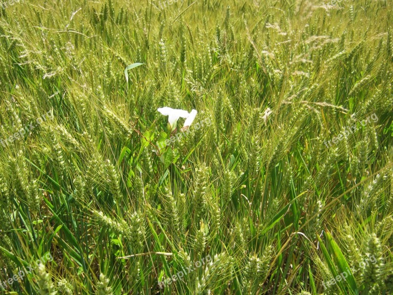 Barley Field Vetch Barley Field White