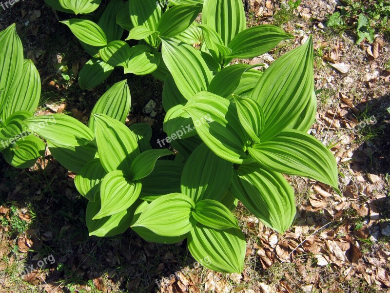 Leaves Green Plant Mountain Flowers Toxic