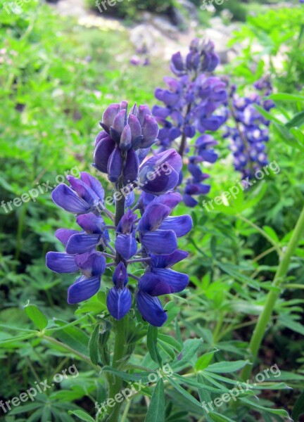 Lupins Blue Mountain Flowers Garden Botanical