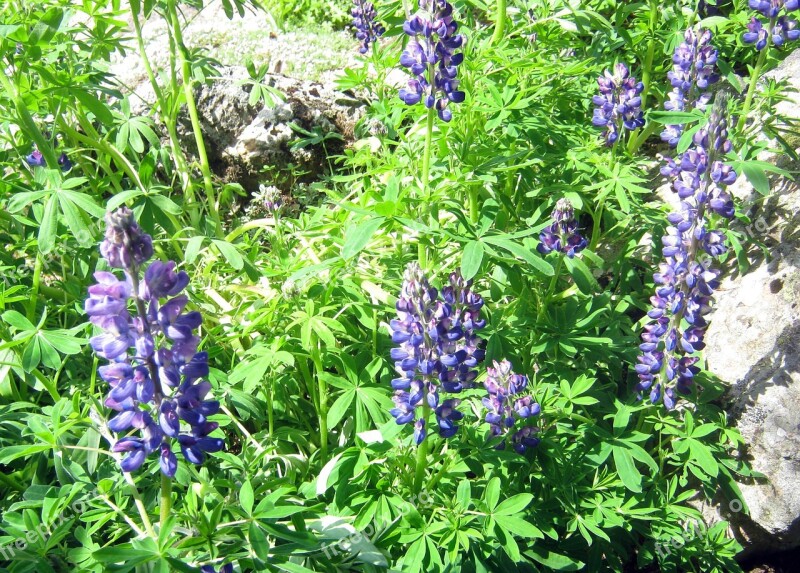 Lupins Blue Mountain Flowers Garden Botanical