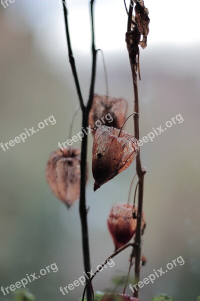 Physalis Orange Brown Faded Dry