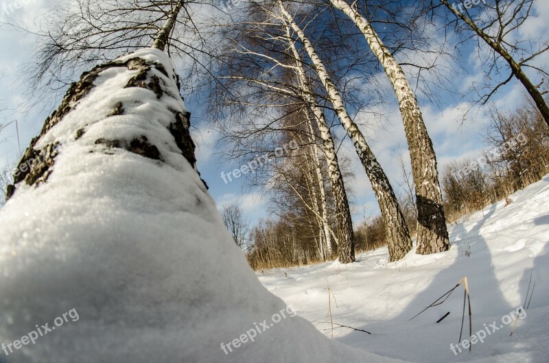 Winter Snow Tree Nature Birch