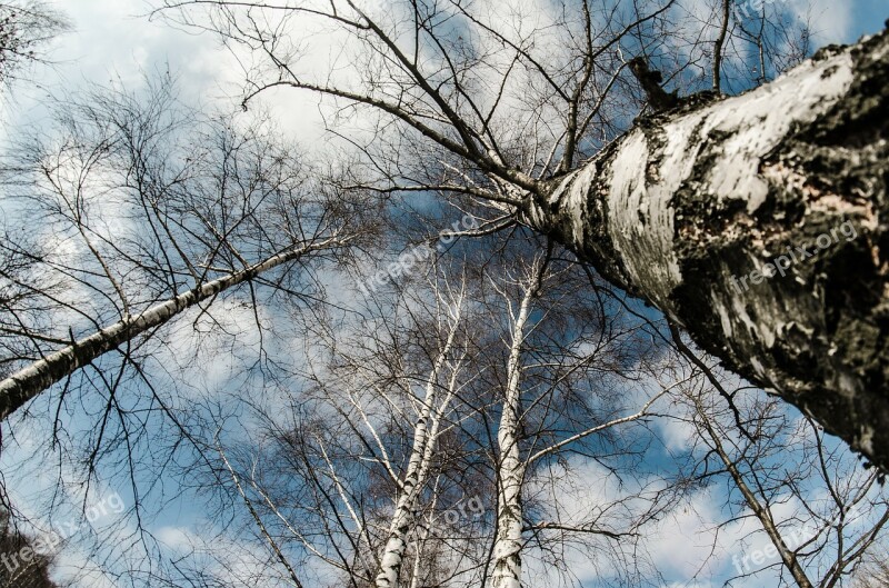 Winter Snow Tree Nature Birch