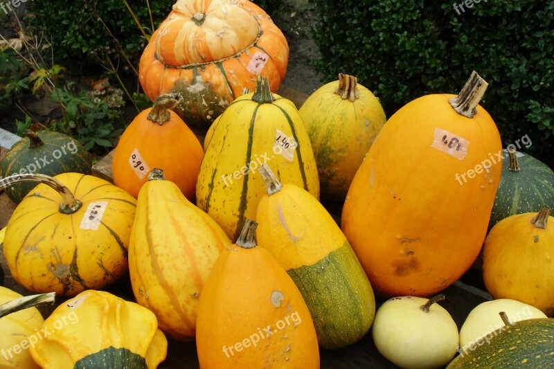 Pumpkin Gourd Autumn Free Photos