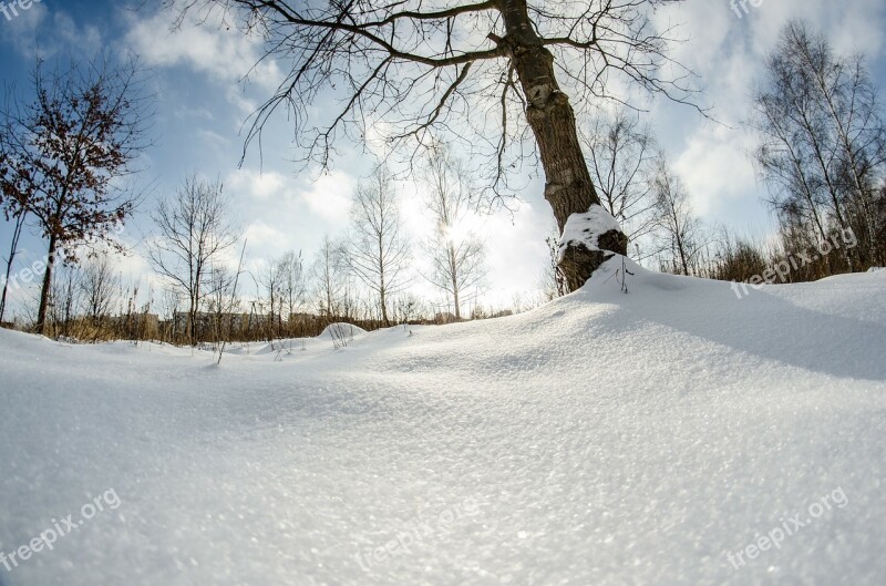 Winter Snow Tree Nature Birch