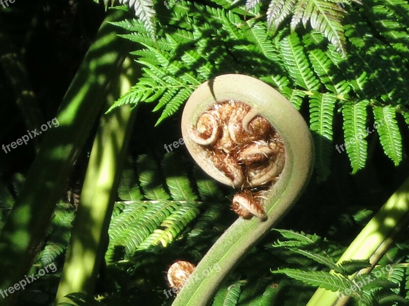 Madeira Fern Flora Free Photos